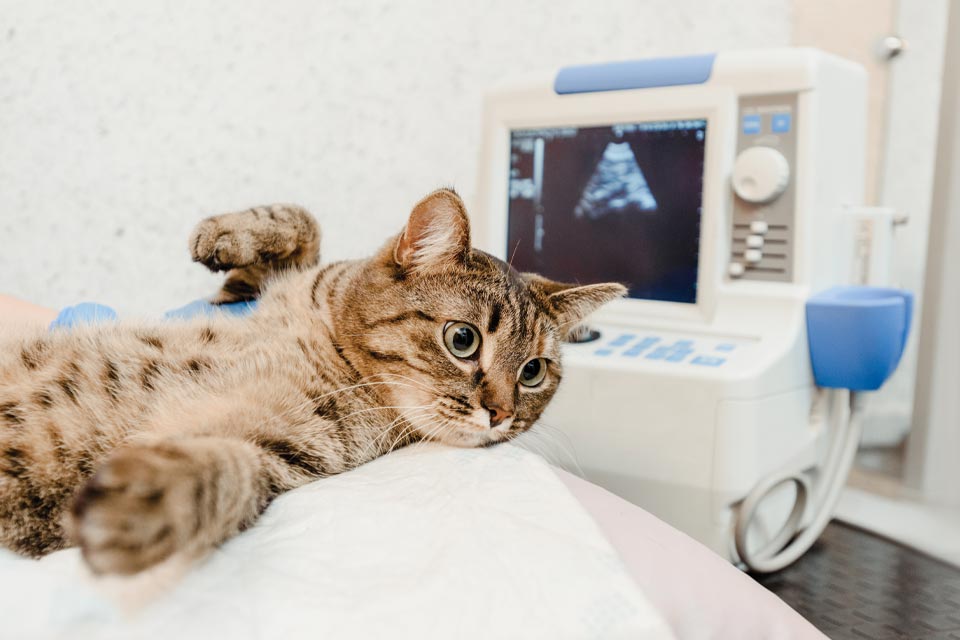 Cat Getting Ultrasound