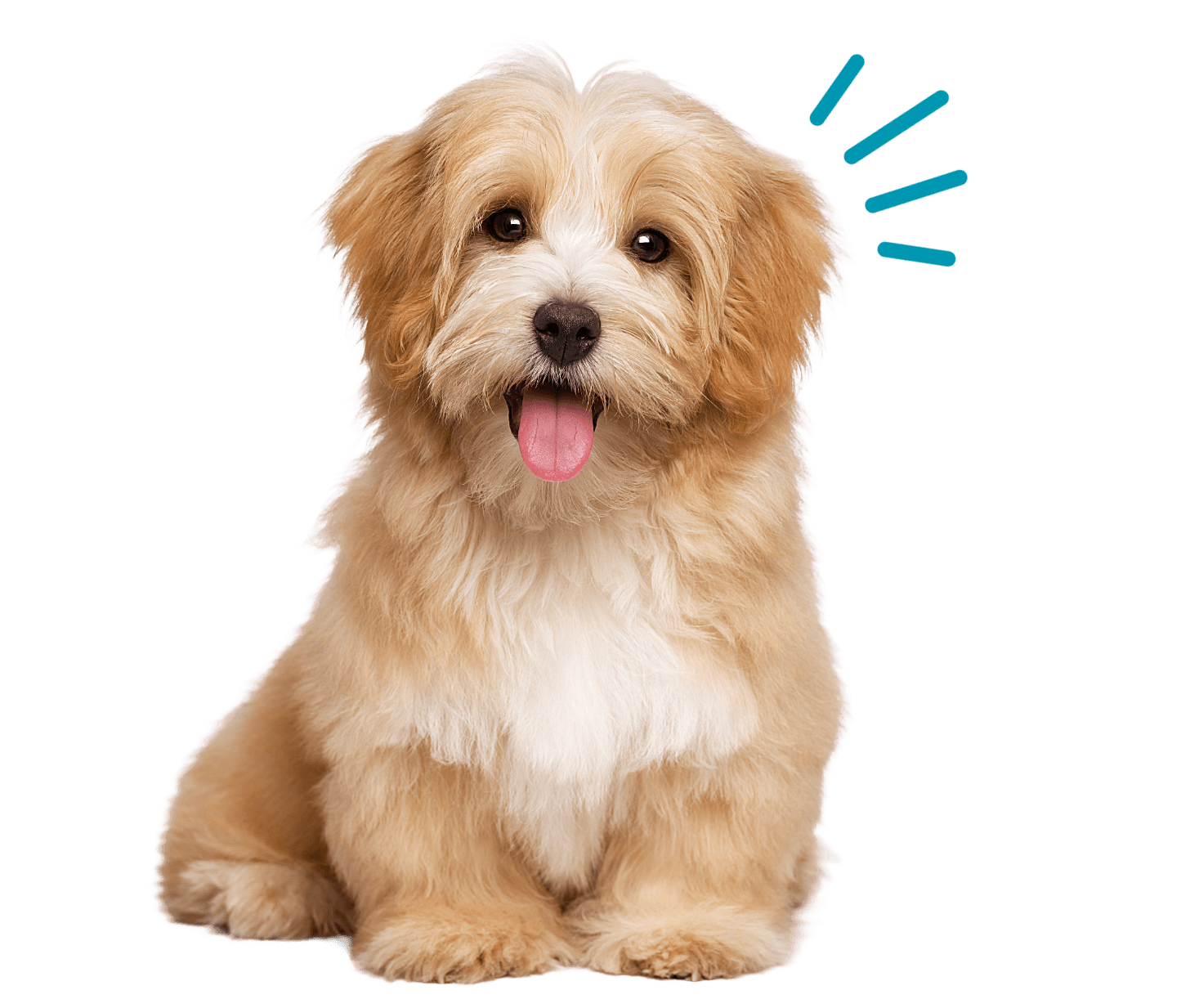 Havanese Puppy