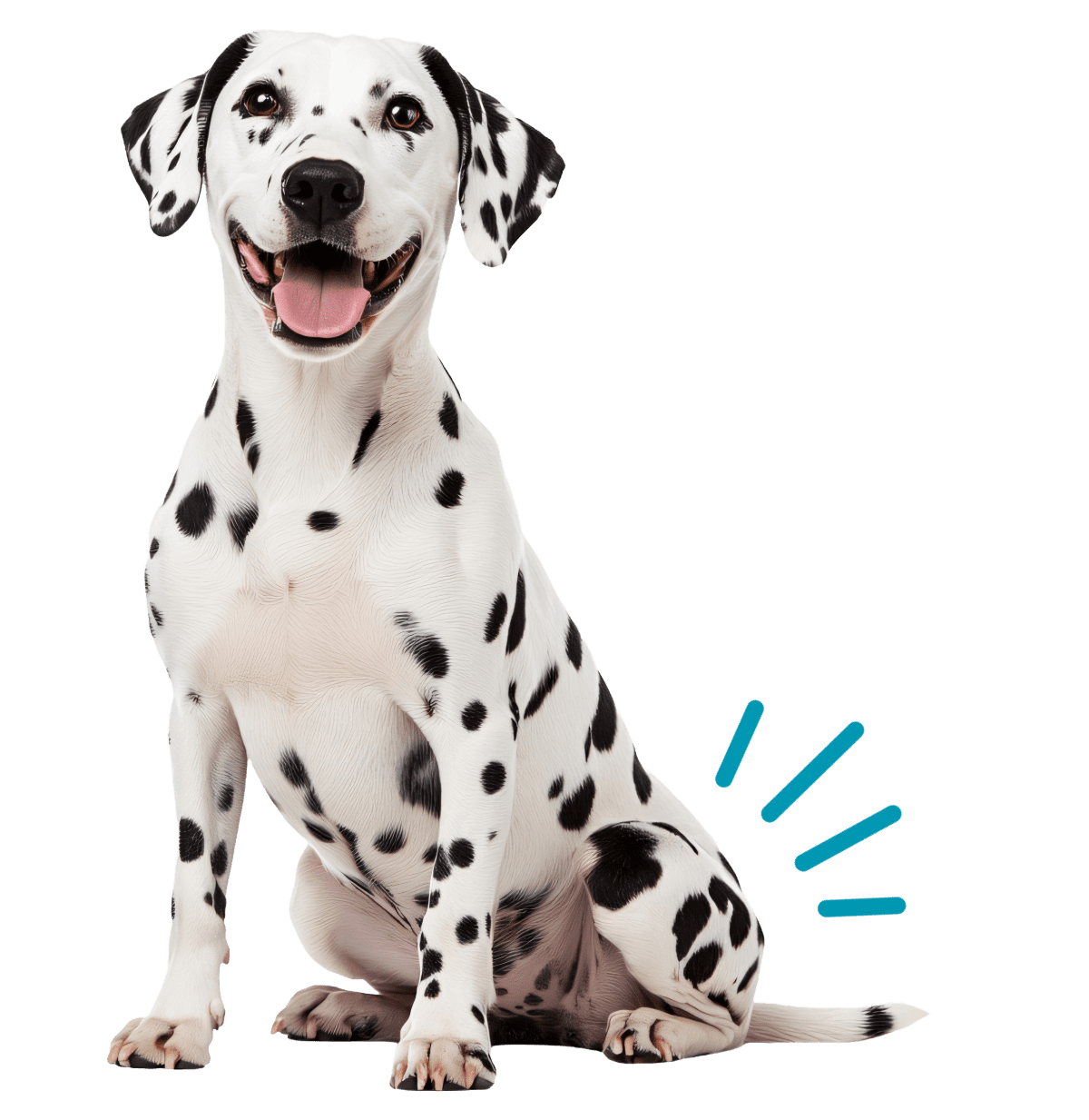 Dalmatian puppy