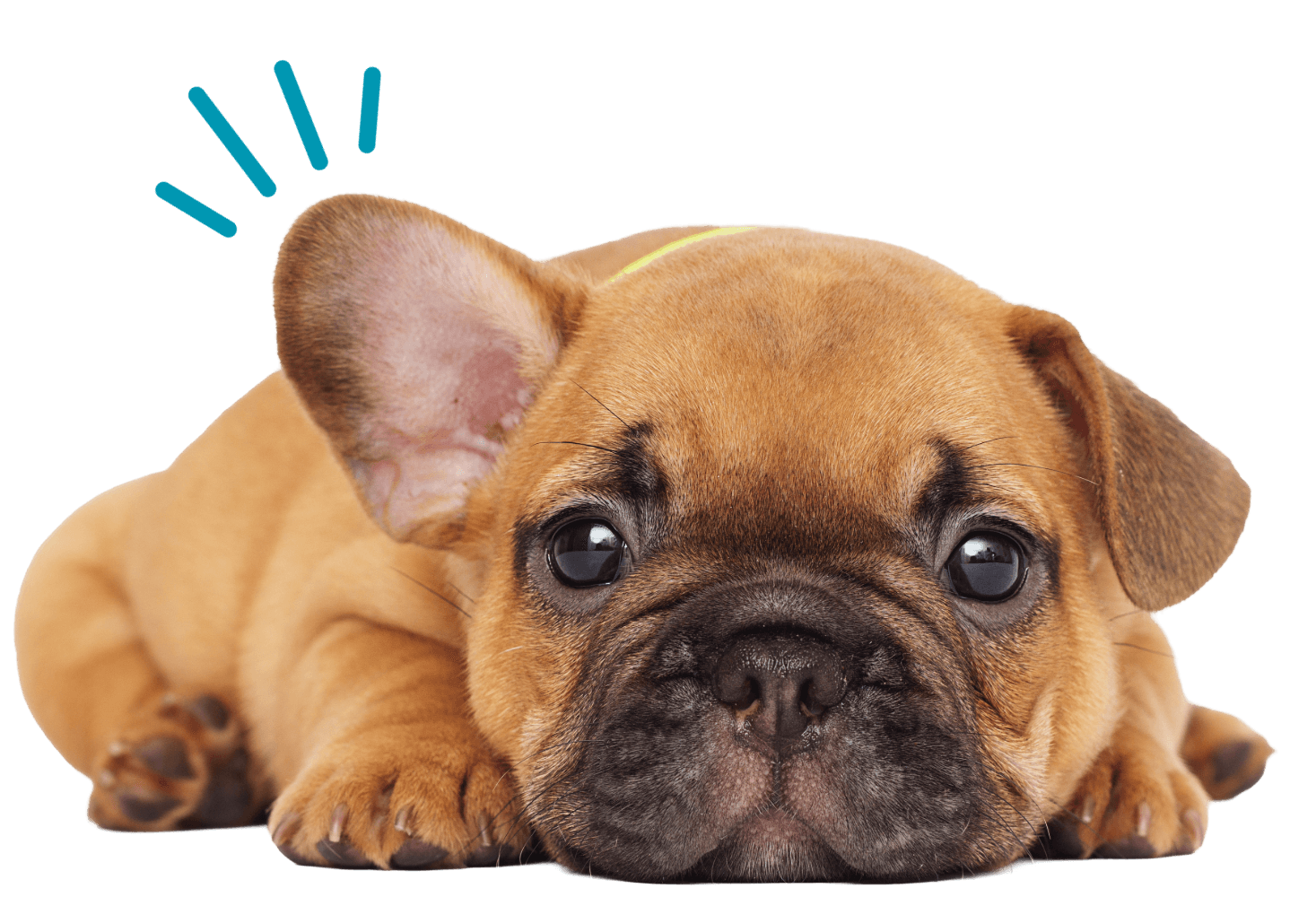 Puppy Care Checklist