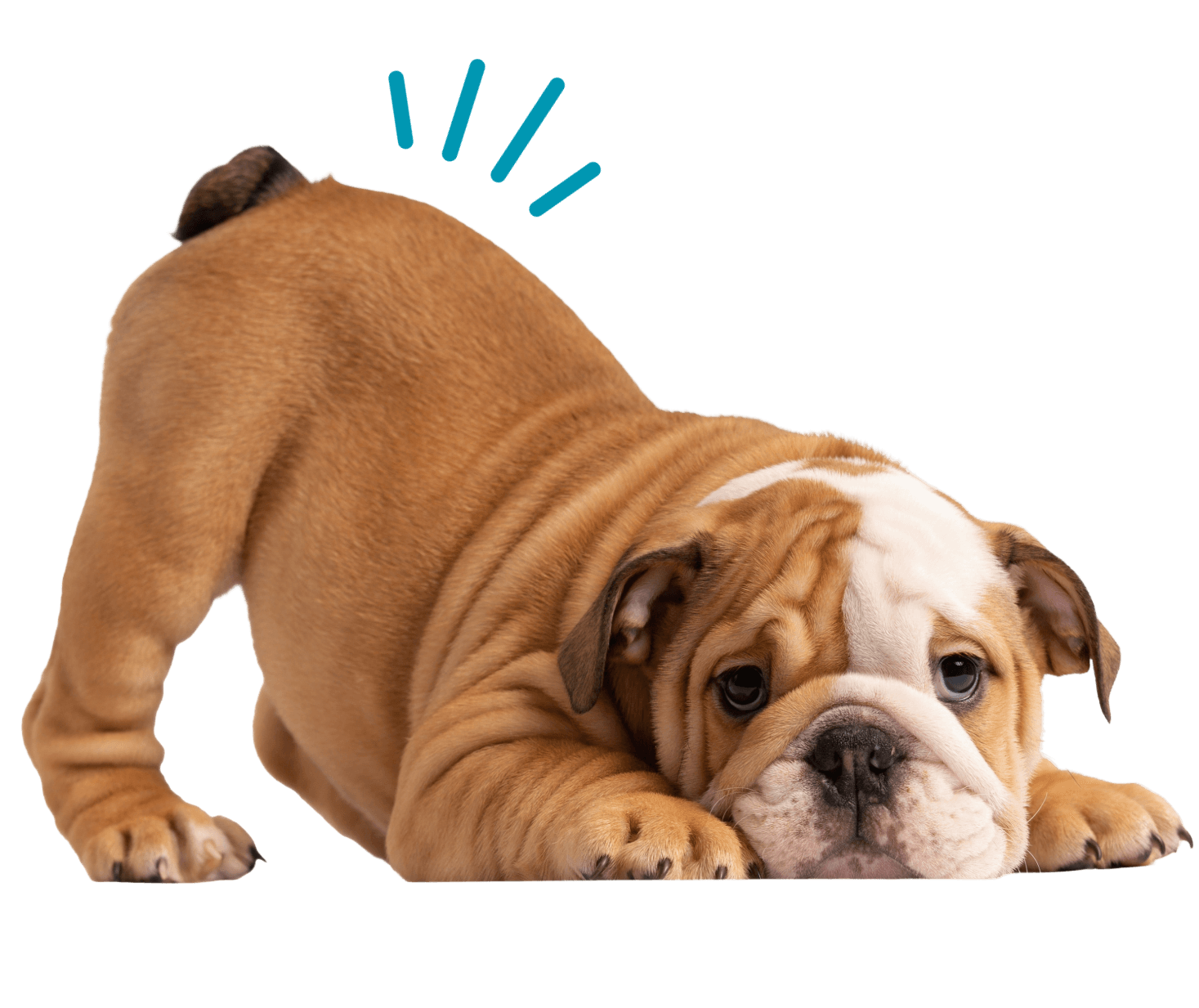 Puppy Care