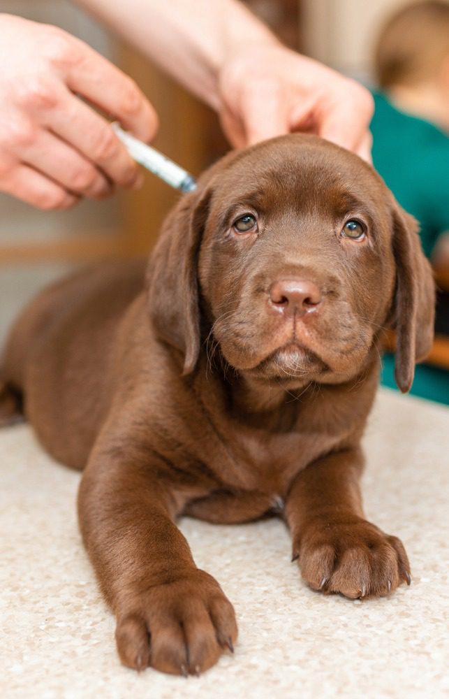 Chocolate Labrador puppy getting an injection