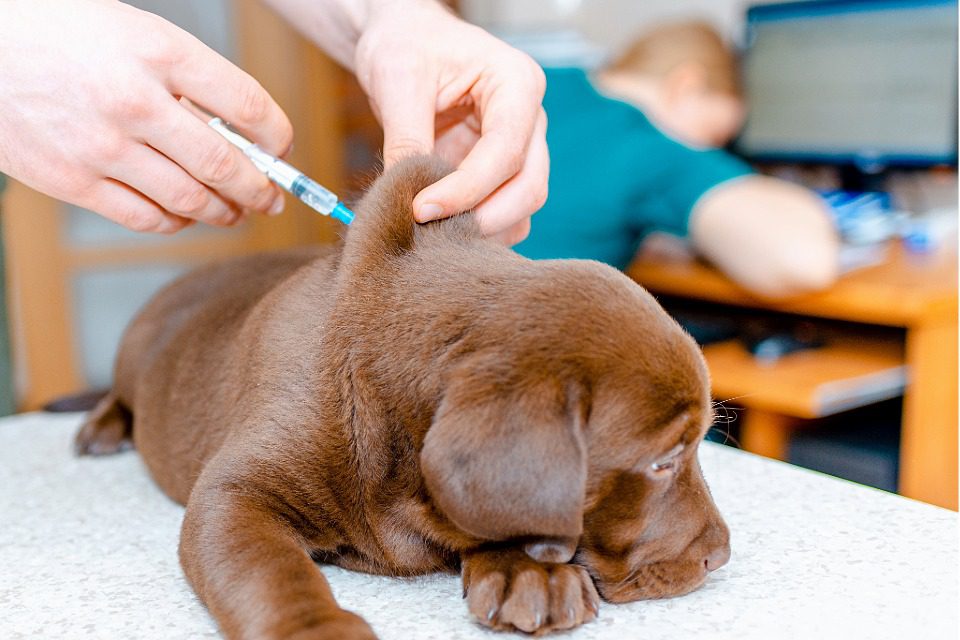 Chocolate Labrador puppy getting an injection
