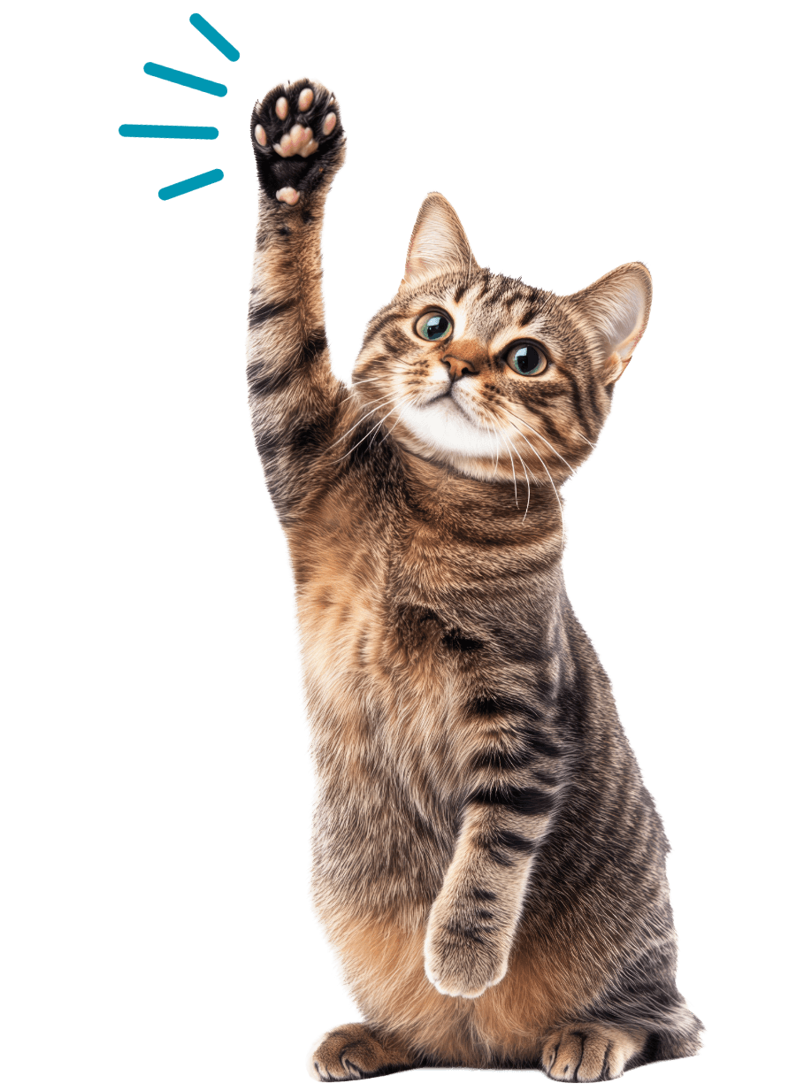 Tabby cat holding it's paw up in the air