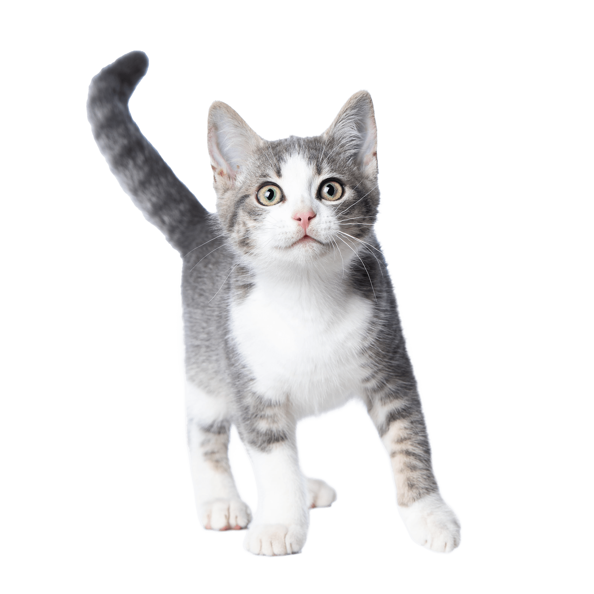 Gray White Kitten Transparent