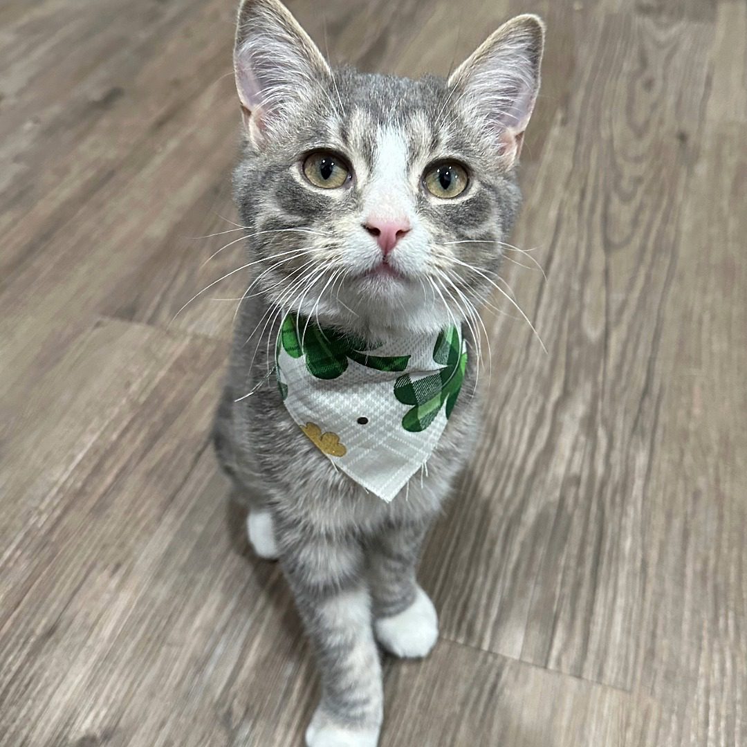 gray and white tabby kitten wearing neck bandana with shamrocks