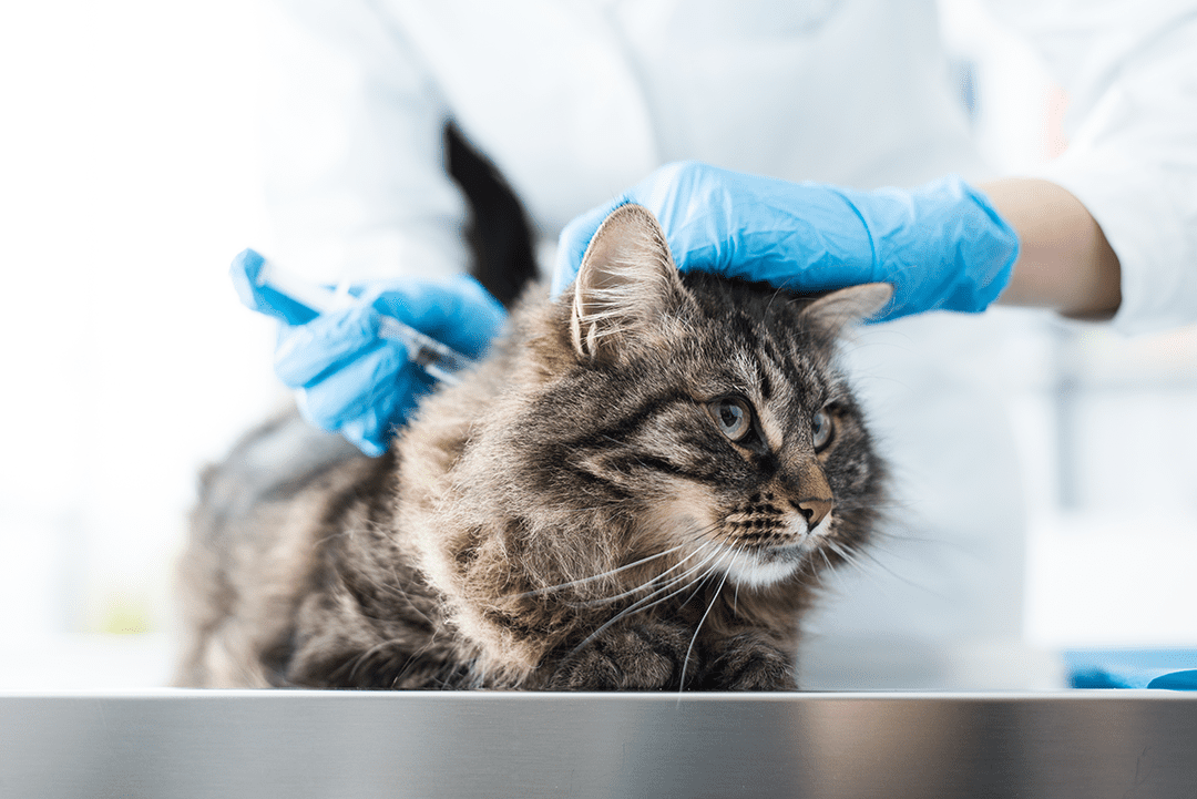 Cat Getting Vaccine Vet