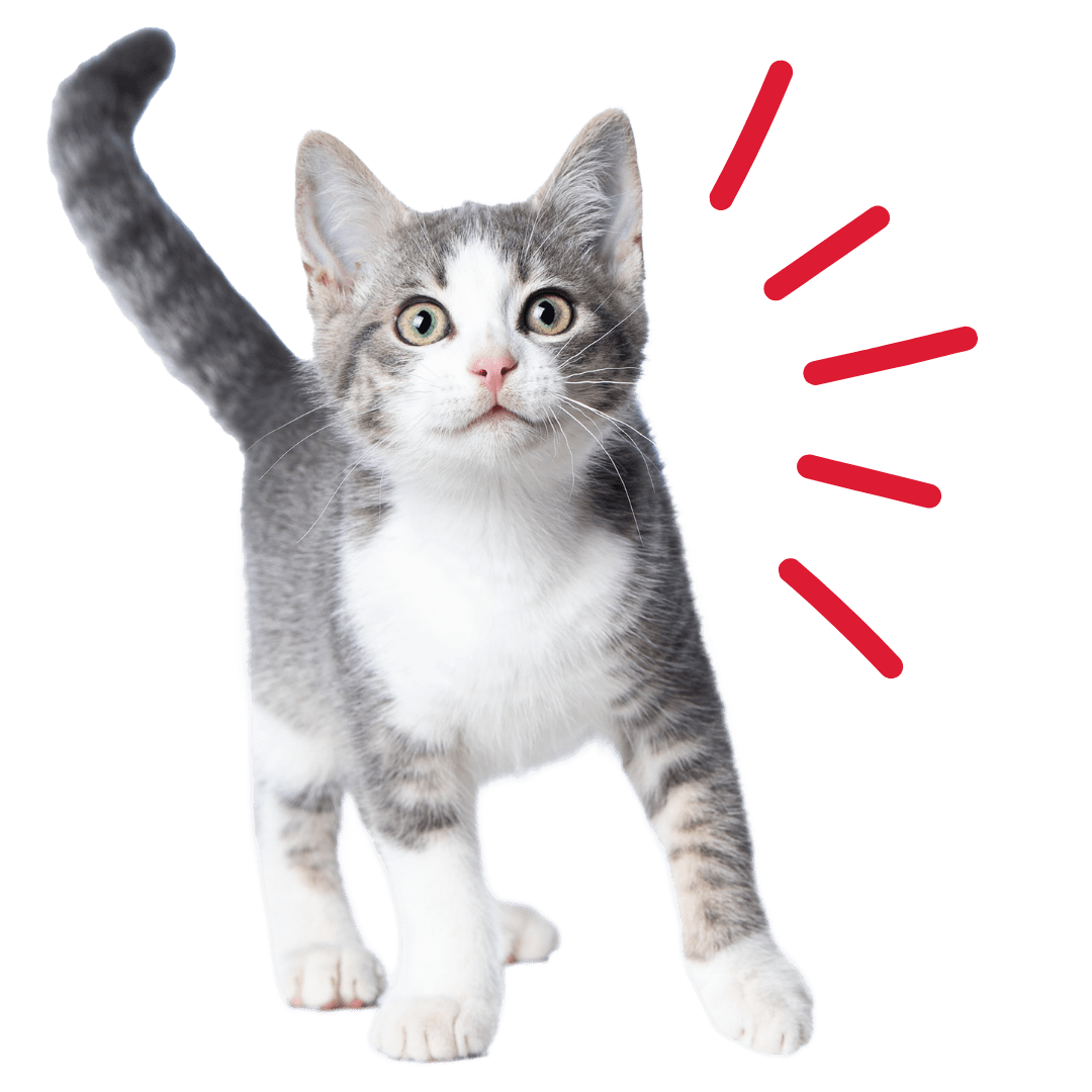 Cat Transparent 3