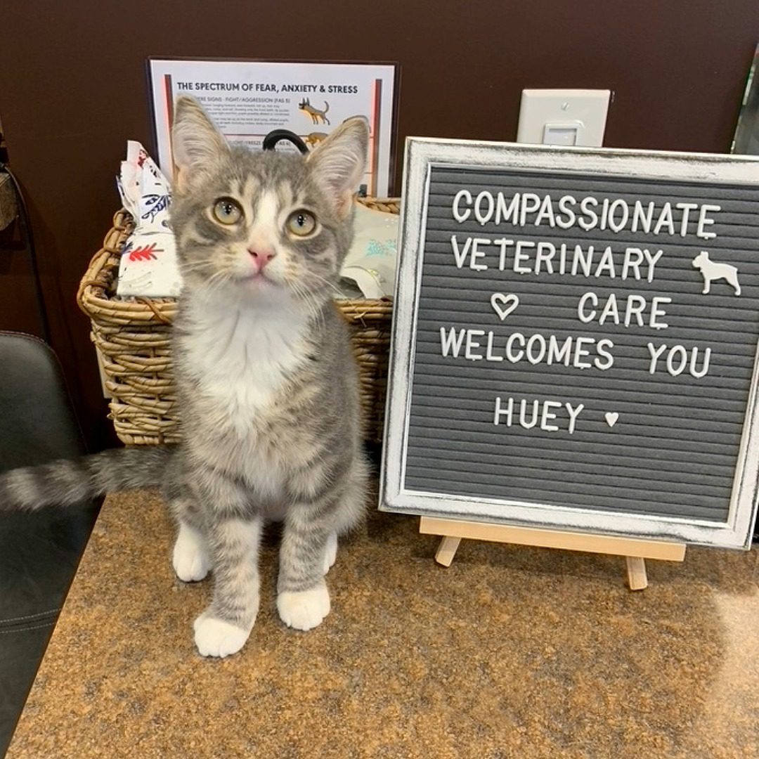 gray and white tabby kitten sitting next to a sign that says Compassionate Veterinary Care welcomes you Huey